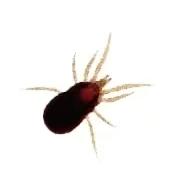 Acarieni