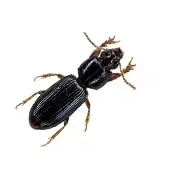 Cari de lemn