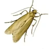 Molii