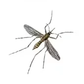 Țânțari