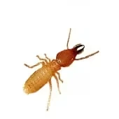 Termite